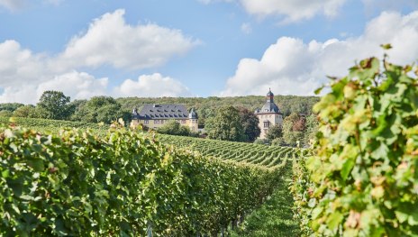 Weinberge des Schloss Vollrads | © Roman Knie, HA Hessen Tourismus Weinberge des Schloss Vollrads | © Roman Knie, HA Hessen Tourismus