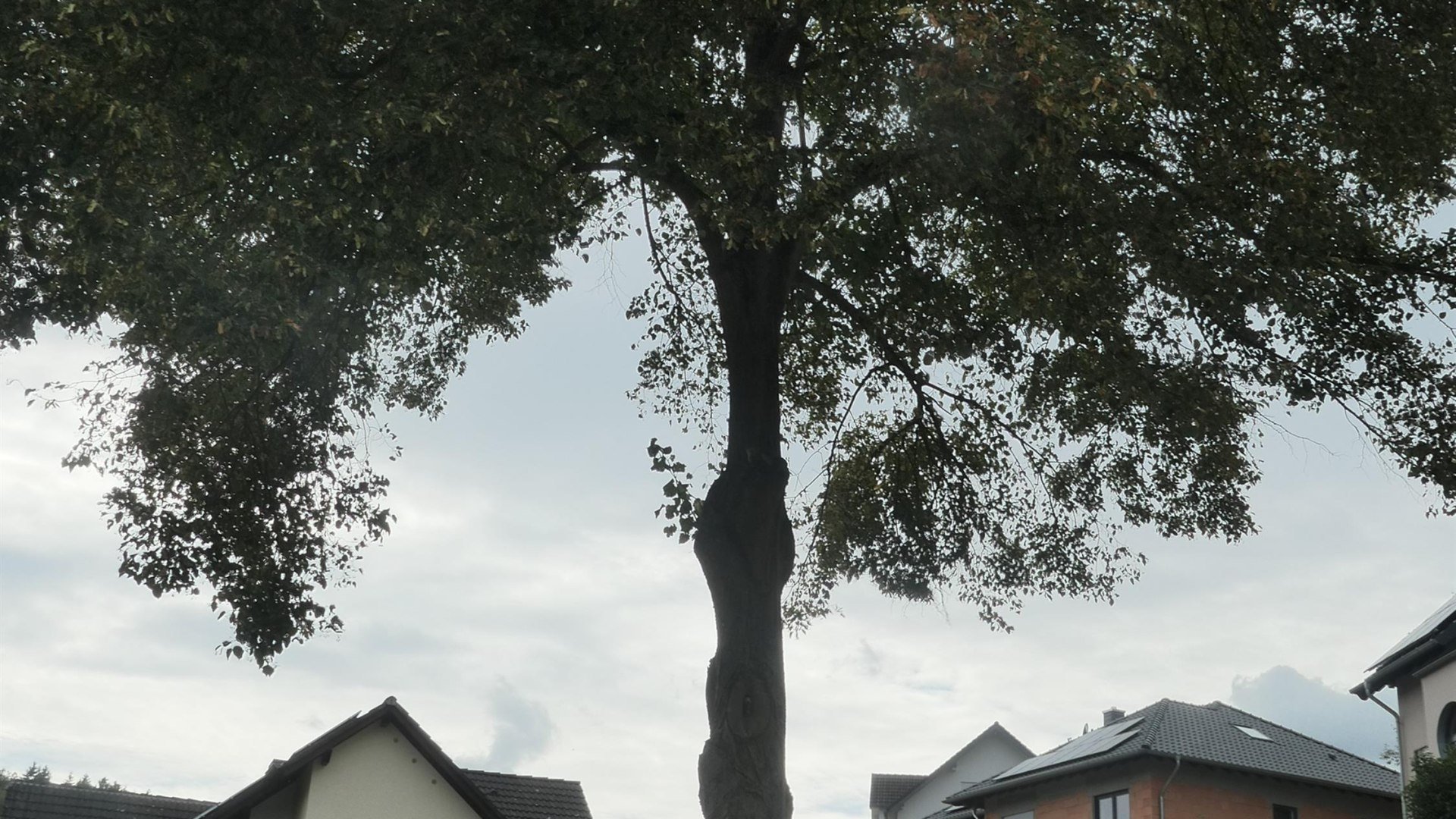 S&auml;ngerlinde | &copy; Christian Kuhn, RNT