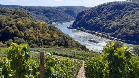 Blick &uuml;ber die Weinberge | &copy; Daniela Feldpausch, Mittelrhein