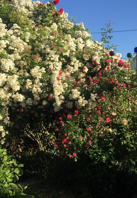 Rosen in Medenscheid_3 | © Beate Lieber Rosen in Medenscheid_3 | © Beate Lieber