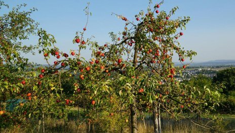 Streuobstwiesen mit alten Obstsorten | &copy; Rene A., Community