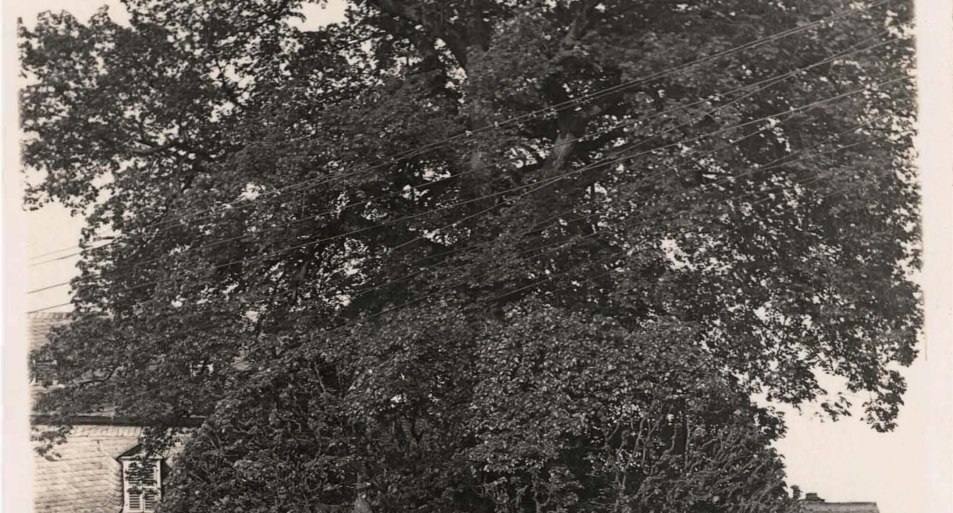 Linde alte Postkarte | © Rheingau- Taunus Kultur und Tourismus GmbH