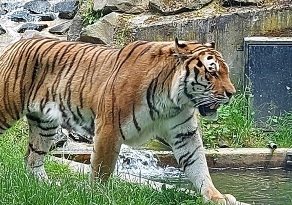 Tiger | © Rämer Tiger | © Rämer