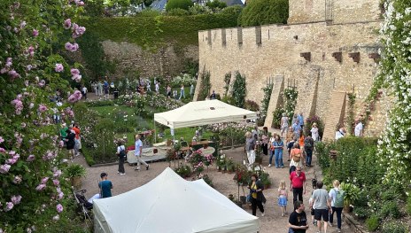 Rosentage2 | © Stadt Eltville am Rhein Rosentage2 | © Stadt Eltville am Rhein