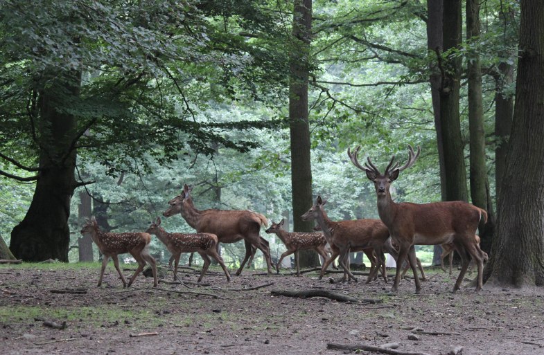 Rehe | &copy; Tessa von L&uuml;dinghausen