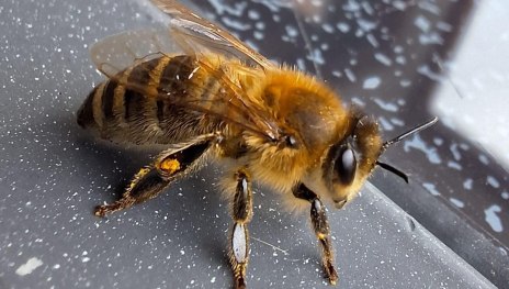 Biene | &copy; Charlotte Kleinschmidt