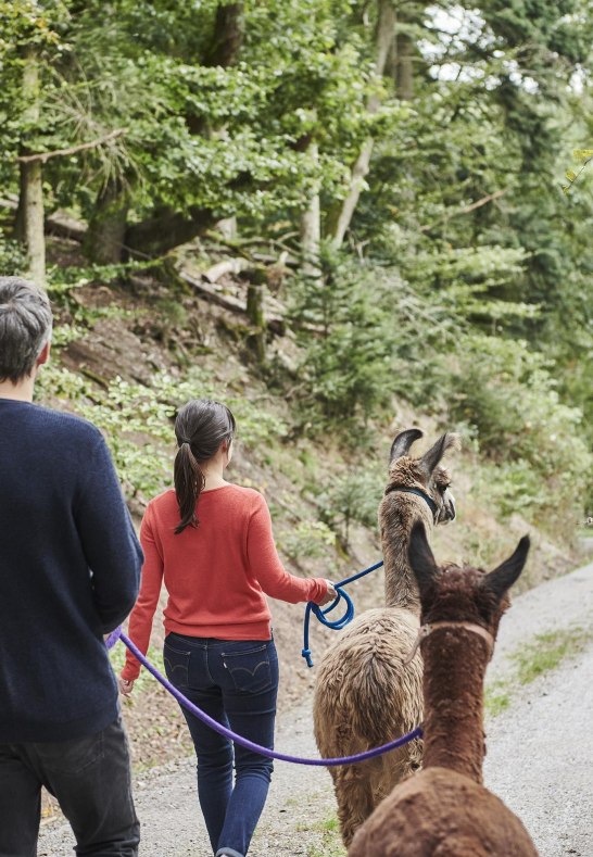 Wandern mit Lamas und Alpakas | © HA Hessen Tourismus, Roman Knie
