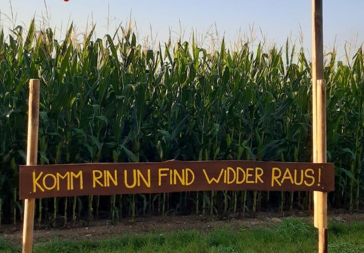 Maislabyrinth 1 | © Mareike Heckel