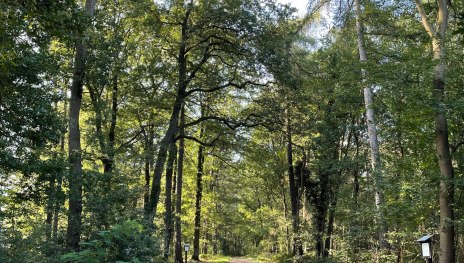 Waldpassage | &copy; Tourist-Information Remagen, Mittelrhein