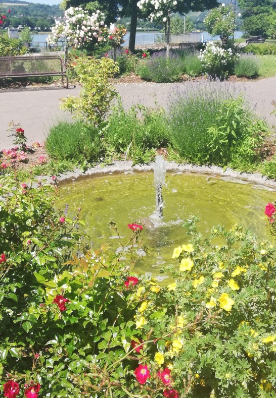 Rosen3 | &copy; Birgit Biller