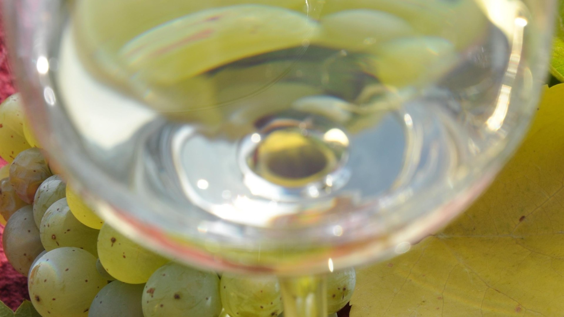 Maigl&uuml;ck im Glas | &copy; Weingut Toni Lorenz