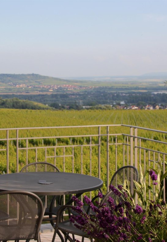 Fernblick | © Weingut Freimuth Fernblick | © Weingut Freimuth